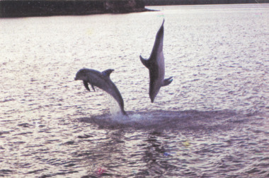 Postcard - Dolphins leaping from water, Bobby Whadcoat, Lake Tyers Victoria
