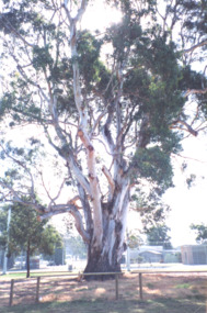 Photograph - Eucalyptus Tree, Mallacoota Victoria, 2005 c