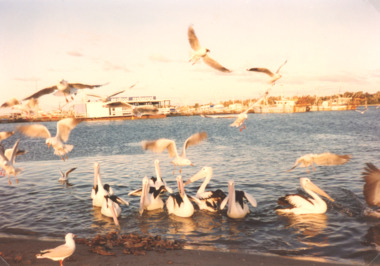 Photograph - pelicans and gullson waterfront, L E Tidy Town Committee, Lakes Entrance Victoria, 1990 c