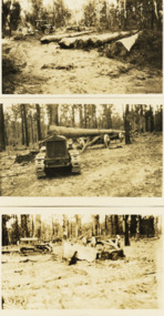 Photograph - Foundation piles for Swan Reach Bridge, Country Roads Board, 1925 c
