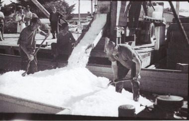 Photograph - Icing Fish from Anchovette Harbecks Wharf, 1950 c