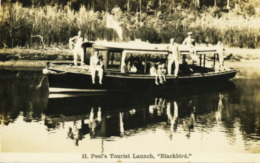 Postcard - Blackbird at Tearoom North Arm, H D Bulmer, 1930 c