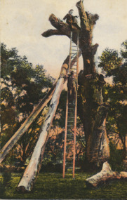 Postcard - Lookout Tree 1890, W T Potter, 1890 c