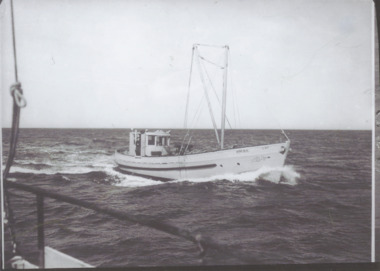 Photograph - Rosebud, Bulmer, 1950