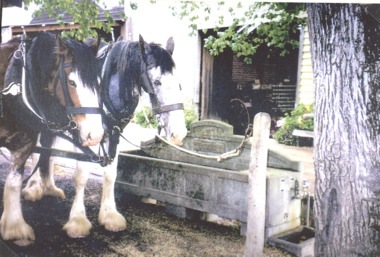 Photograph, Bills Horse Trough at Maldon
