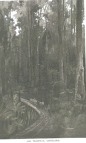 Photograph - Log Tramway Gippsland