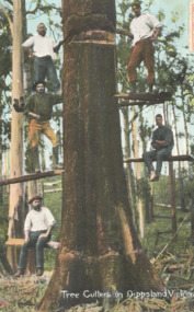 Postcard - The Cutters in Gippsland Victoria c1900