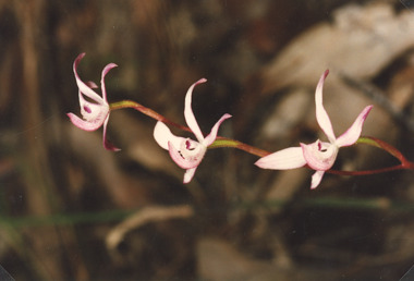 Photograph - Ruth Clark's Orchid, Caladenia clarkiae orchid, 1989