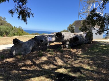 Photograph - Jemmys Point Lookout Tree Memorial, November 2024