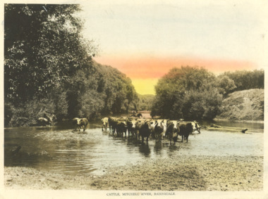 Photograph - Cattle on the Mitchell River Bairnsdale