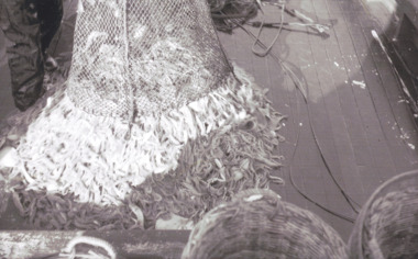Photograph - 'Challenger' Prawn trawler, c1965