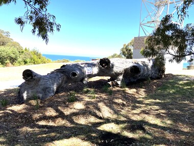 Photograph - Lookout Tree Jenmmy's Point Lakes Entrance 2025, 2025