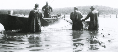 Photograph - Salmon Company c1950, c1950