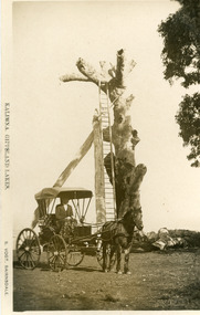 Photograph - Lookout Tree Jemmys Point with horse and carriage