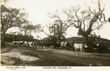 Photograph - Bullock team of 16 Bullocks pulling a wagon