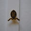 school crest badge in blue and gold enamel