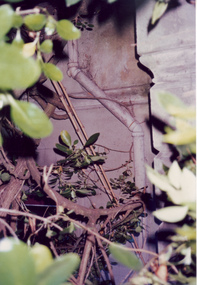 Exterior pipe obscured by foliage