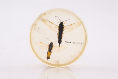 Sirex wood wasps