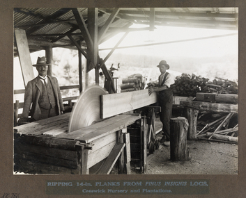 Photograph - Photograph of Ripping 14-in. planks from Pinus insignis logs, Creswick Nursery and Plantations, Ripping 14-in. planks from Pinus insignis logs, Creswick Nursery and Plantations, 1928