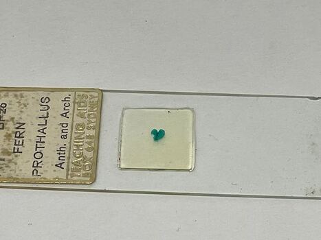 Microscope slide