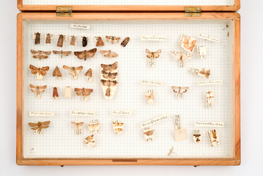 Animal specimen - VSF Entomology Collection