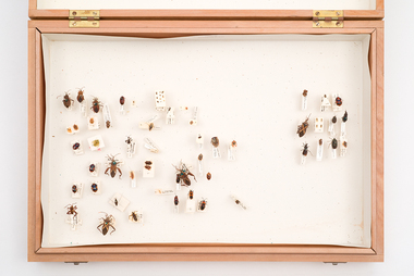 Animal specimen - VSF Entomology Collection