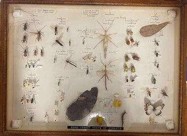 Student display: Some Insect Pets of Forests