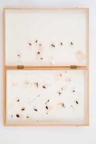 Animal specimen - VSF Entomology Collection