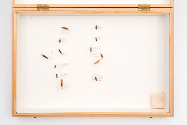 Animal specimen - VSF Entomology Collection
