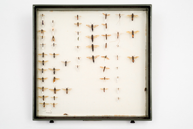 Animal specimen - VSF Entomology Collection