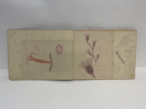 Sketch Book of flora and fauna