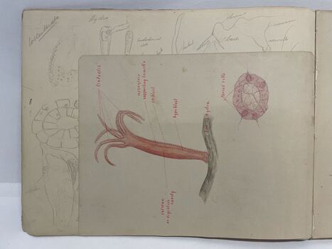 Sketch Book of flora and fauna