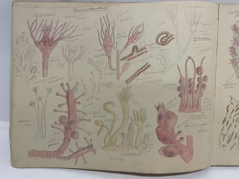 Sketch Book of flora and fauna
