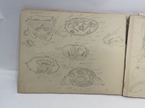 Sketch Book of flora and fauna