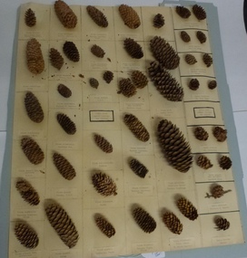 Plant specimen - Genus Picea. Family Pinaceae. The spruces. Genus Larix. Family Pinaceae. The Larches, Display sheet. Spruce and Larch seed cones from international sources glued to sheet and identified