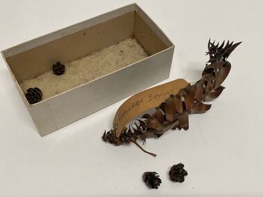 Plant specimen - Plant Specimen from the VSF Herbarium, Victorian School of Forestry, Araucaria bidwillii (Bunya Pine)