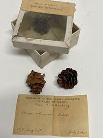 Plant specimen - Plant Specimen from the VSF Herbarium, Larix sibirica Near St. Petersburg