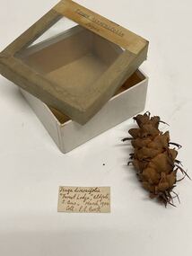 Plant specimen - Plant Specimen from the VSF Herbarium, Tsuga diversifolia. Japan