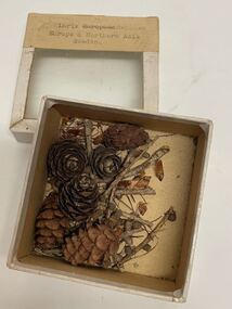 Plant specimen - Plant Specimen from the VSF Herbarium, Larix decidua - Europe & Northern Asia, Sweden