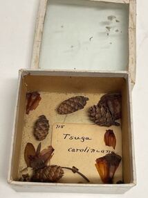 Plant specimen - Plant Specimen from the VSF Herbarium, Tsuga caroliniana
