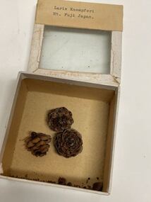Plant specimen - Plant Specimen from the VSF Herbarium, Larix Kaempferi. Mt Fuji Japan