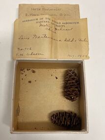 Plant specimen - Plant Specimen from the VSF Herbarium, Larix Mastersian, Eastern Szechuan, China