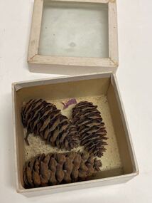 Plant specimen - Plant Specimen from the VSF Herbarium, Unidentified seed cones