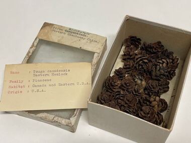 Plant specimen - Plant Specimen from the VSF Herbarium, Either Picea brachytyla or Tsuga canadensis