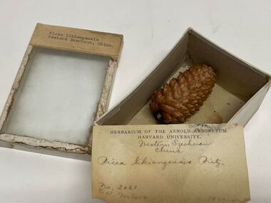 Plant specimen - Plant Specimen from the VSF Herbarium, Picea likiangensis, Western Szechuan, China