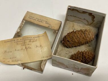 Plant specimen - Plant Specimen from the VSF Herbarium, Picea brachytyla. Western Hupeh, China