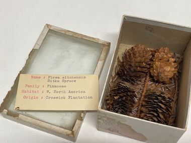 Plant specimen - Plant Specimen from the VSF Herbarium, Picea sitchensis