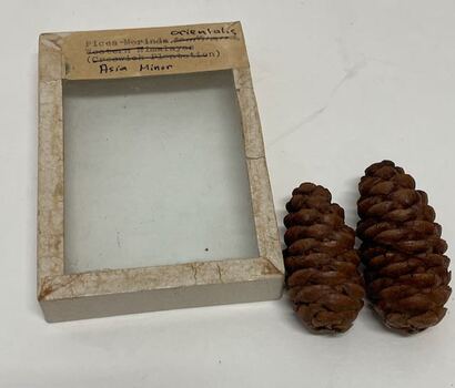 Plant Specimen from the VSF Herbarium