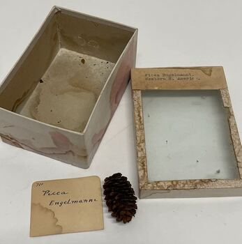 Plant Specimen from the VSF Herbarium