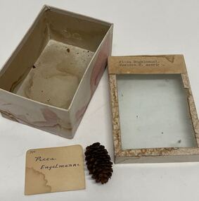 Plant Specimen from the VSF Herbarium